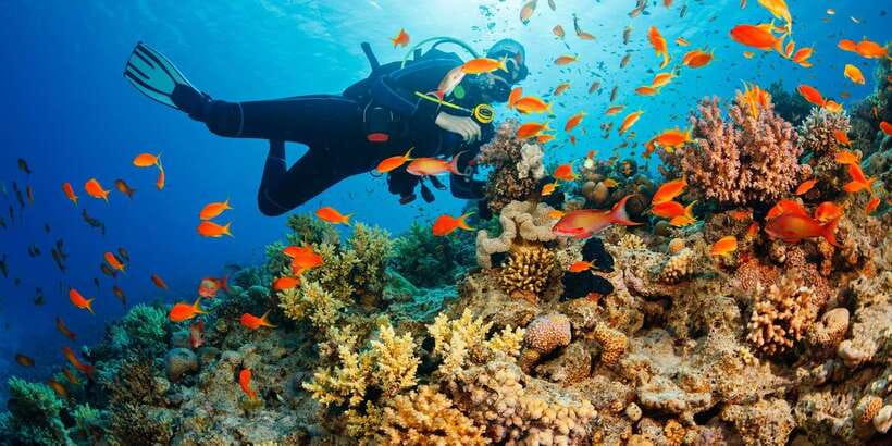 Cebu: Moalboal Scuba Diving with Sardines and Turtle Snorkel - Is $115 a fair price?