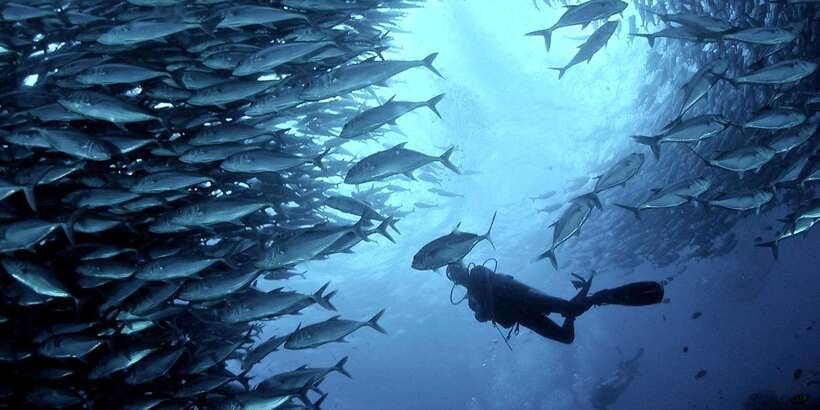 Cebu: Moalboal Scuba Diving with Sardines and Turtle Snorkel - What the 11 hour day looks like from Cebu