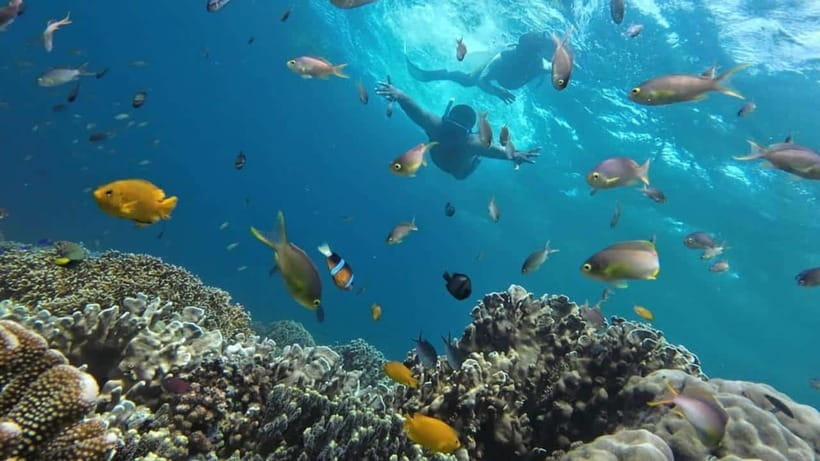 Cebu: Moalboal Snorkeling and Kawasan Falls Canyoneering - Lunch, photos, and what is included