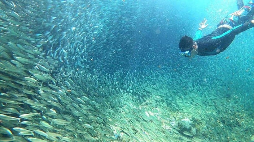 Cebu: Moalboal Snorkeling and Kawasan Falls Canyoneering - FAQ