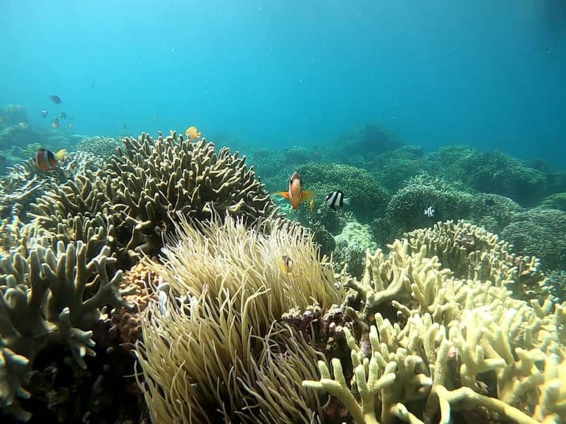 Cebu: Moalboal Snorkeling, Mantayupan Falls & ATV Adventure - What the $117 price really includes