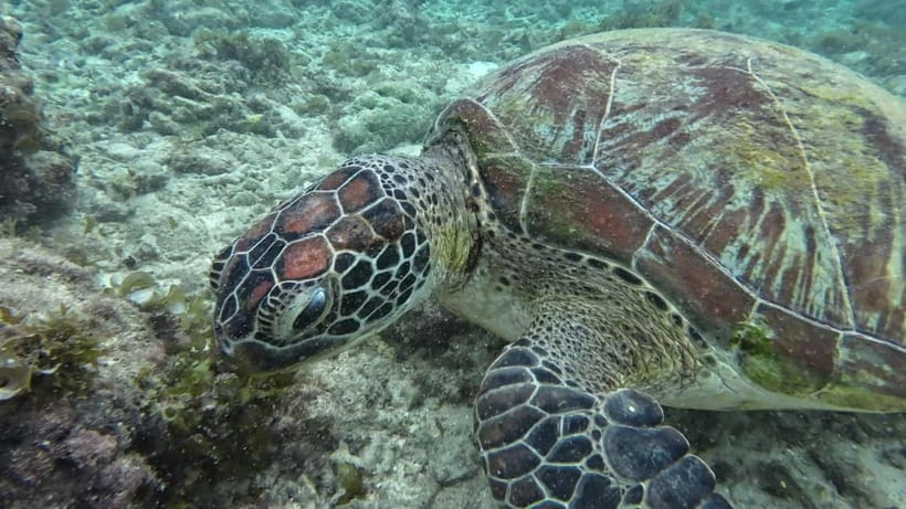 Cebu: Moalboal Snorkeling, Mantayupan Falls & ATV Adventure - Should you book it?