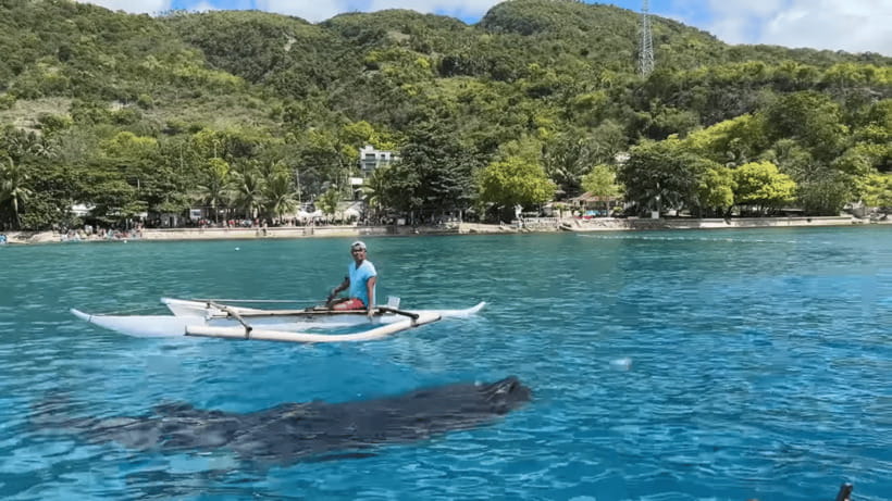 Cebu: Oslob Whale Shark and Moalboal Snorkeling Tour - Two Cebu coastlines, one very long day