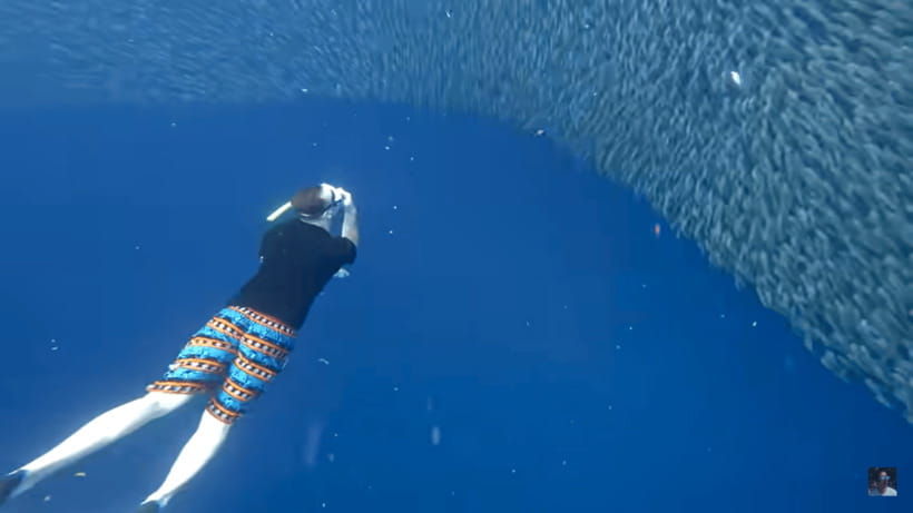 Cebu: Oslob Whale Shark and Moalboal Snorkeling Tour - Should you book it?