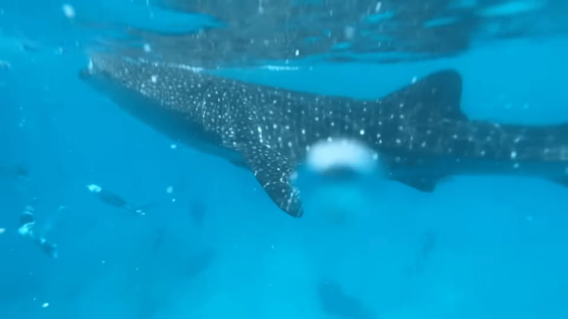 Cebu: Oslob Whale Shark and Moalboal Snorkeling Tour - Breakfast gives you a needed pause