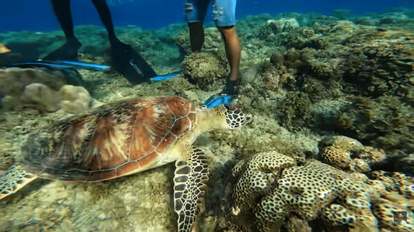 Cebu: Oslob Whale Shark and Moalboal Snorkeling Tour - The guides can make or break the day