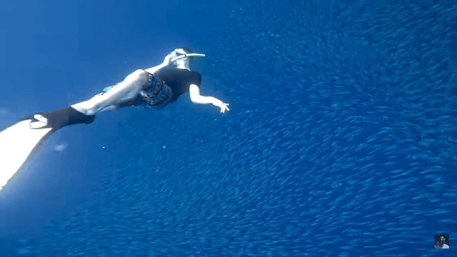 Cebu: Oslob Whale Shark and Moalboal Snorkeling Tour - Conservation begins with your behavior