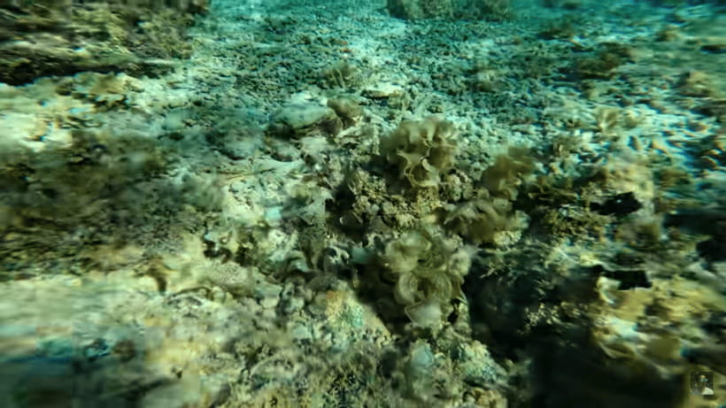 Cebu: Oslob Whale Shark and Moalboal Snorkeling Tour - Is $117 a fair price?