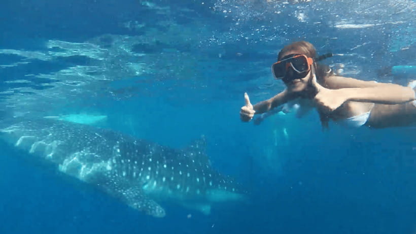 Cebu: Oslob Whale Shark and Moalboal Snorkeling Tour - Oslob’s whale shark encounter