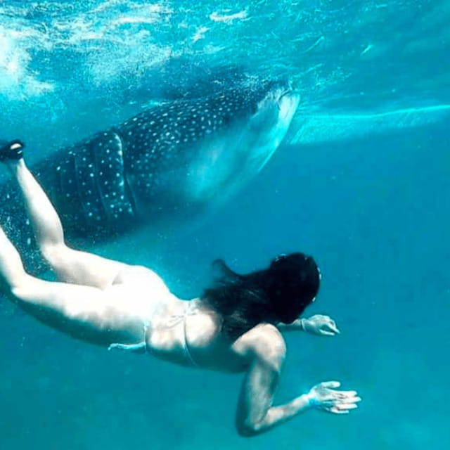 Cebu: Oslob Whale Shark, Sumilon, Ruins, Simala Church - Key points to know before booking