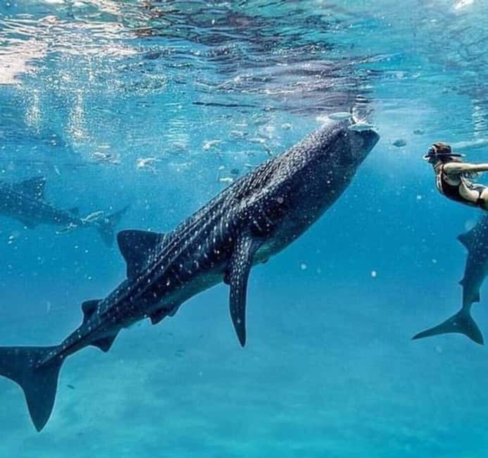 Cebu: Oslob Whale Shark Swim and Sumilon Island Day Tour - Sumilon Island and the famous sandbar