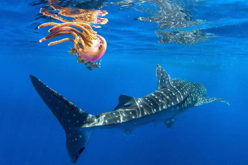 Cebu: Oslob Whale Shark Swim and Sumilon Island Day Tour - Meeting Oslob’s whale sharks