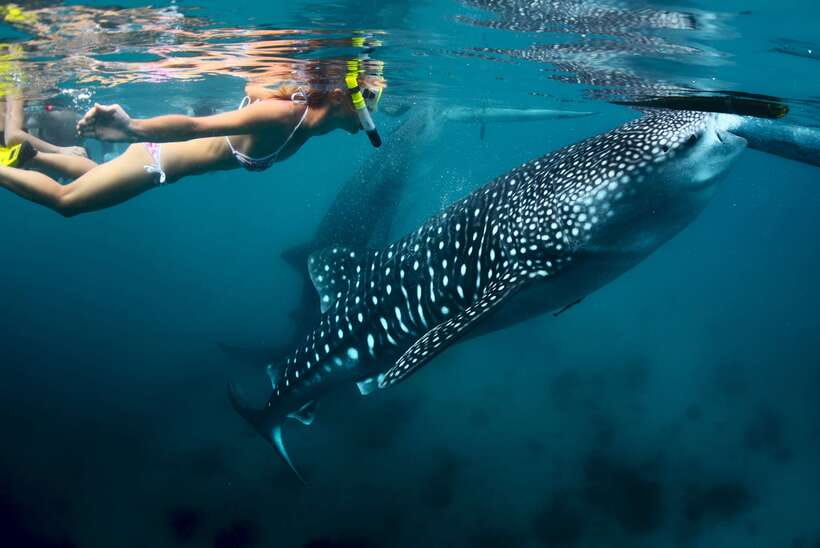 Cebu: Oslob Whale Shark Swimming - Key points before you book