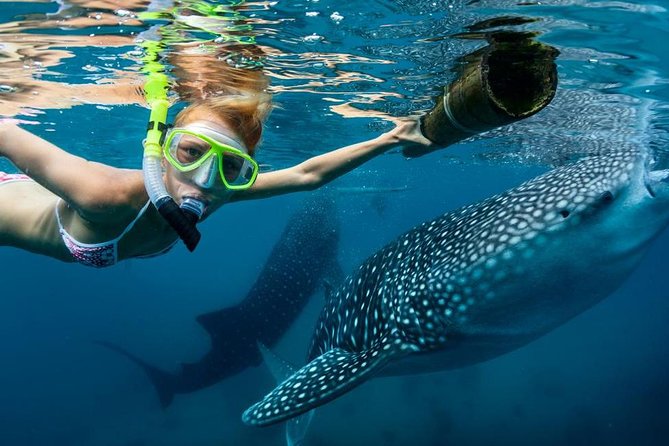 Cebu: Oslob Whale Shark Swimming and Kawasan Falls Canyoneering - Oslob’s guaranteed whale shark swim