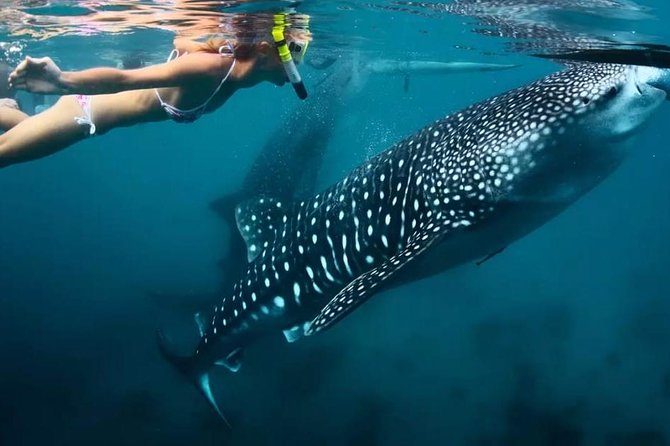 Cebu: Oslob Whale Shark Swimming and Kawasan Falls Canyoneering - What to expect between the two stops