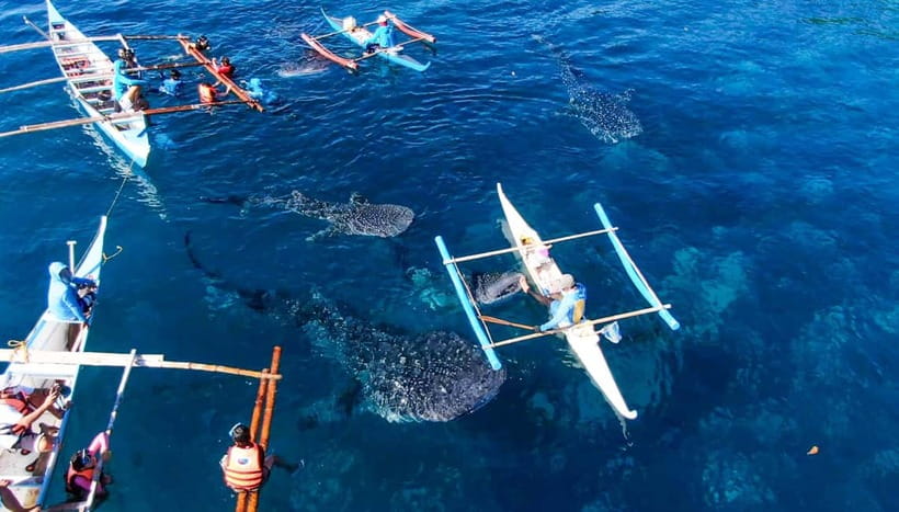 Cebu: Oslob Whale Shark Swimming and Tumalog Falls Tour - The 2:00 AM pickup and the road to Oslob