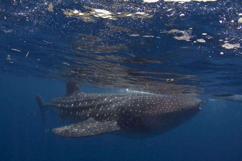 Cebu: Oslob Whale Shark Swimming and Tumalog Falls Tour - What the Oslob whale shark swim is really like