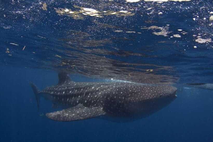 Cebu: Oslob Whale Shark Swimming and Tumalog Falls Tour - Lunch and the long ride back to Cebu