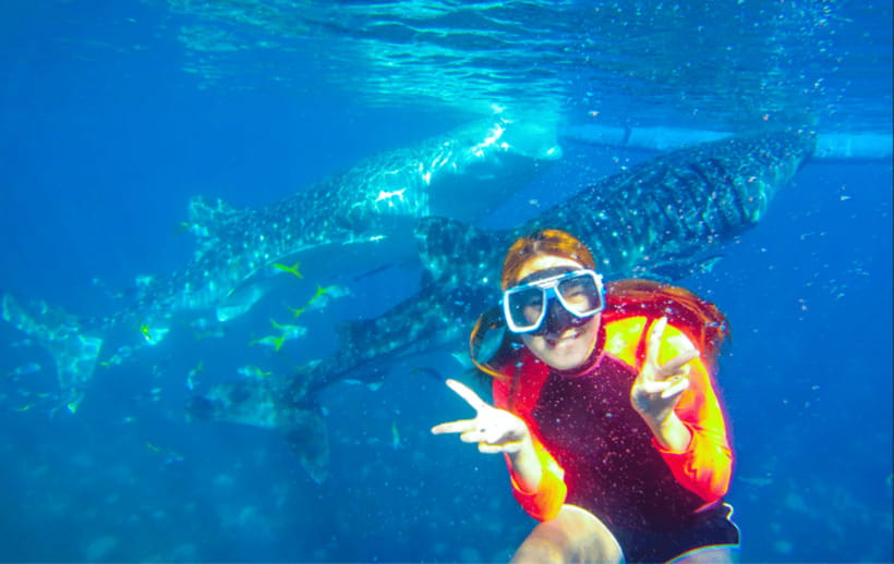 Cebu: Oslob Whale Shark Swimming and Tumalog Falls Tour - What I like, and what I would watch closely