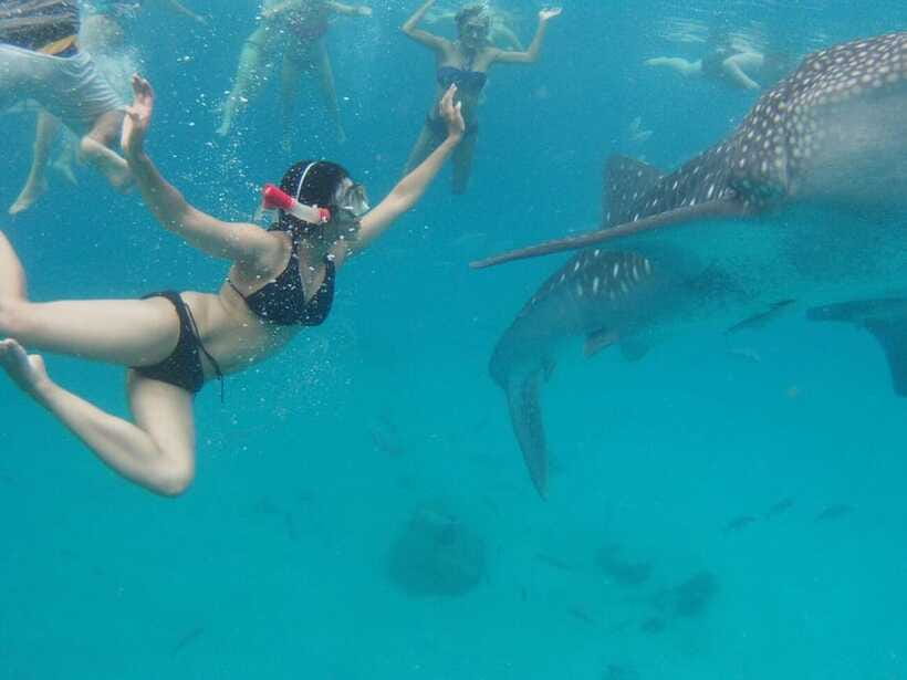 Cebu: Oslob Whale Shark Swimming and Tumalog Falls Tour - Who should book this Cebu tour?