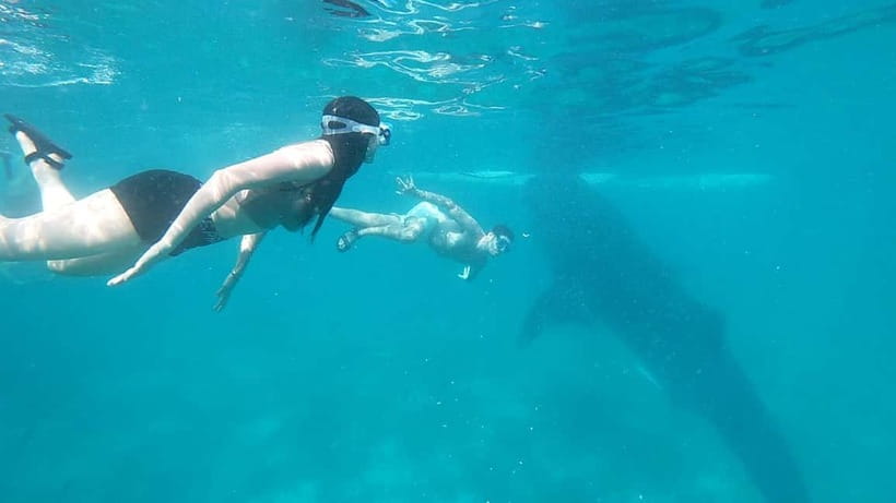 Cebu:Oslob Whale Shark Swimming & Kawasan Falls Canyoneering - Who should book this Cebu day trip?