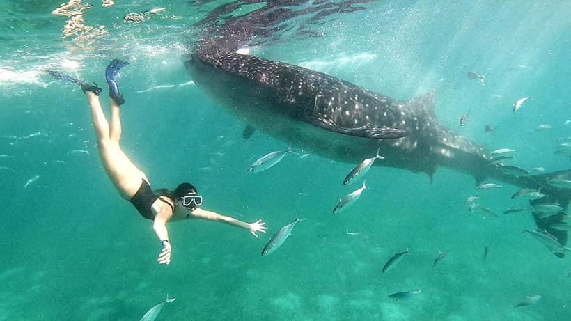 Cebu Oslob Whale Shark Swimming & Kawasan Falls Canyoneering - Why this Cebu combination works