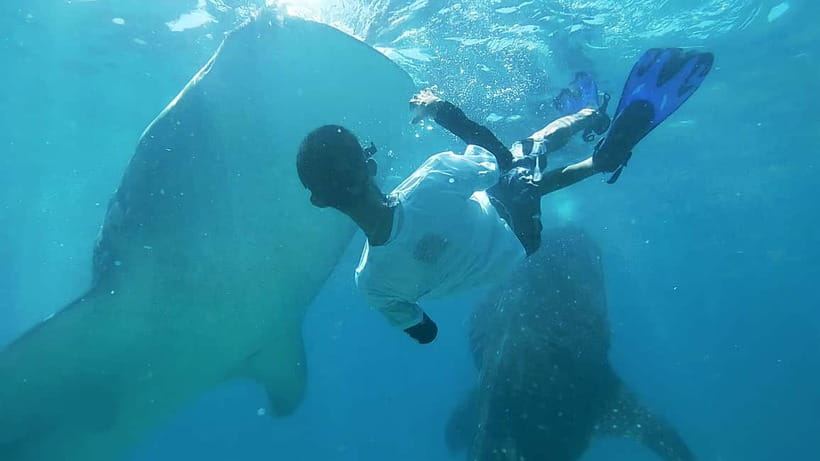Cebu Oslob Whale Shark Swimming & Kawasan Falls Canyoneering - Oslob’s whale shark morning
