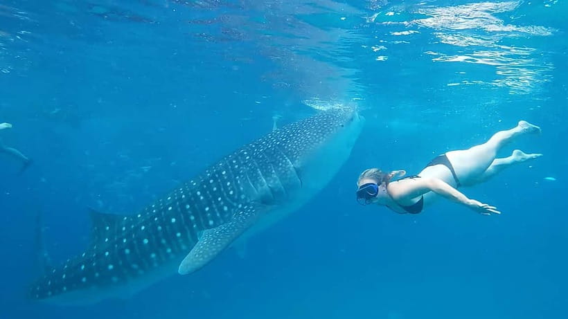 Cebu Oslob Whale Shark Swimming & Kawasan Falls Canyoneering - Is $115 good value?
