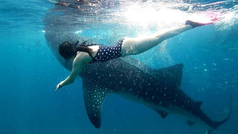 Cebu Oslob: Whale Shark Watching Experience - Key points to know before booking