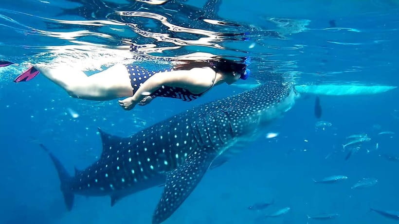 Cebu Oslob: Whale Shark Watching Experience - A close look at the water time