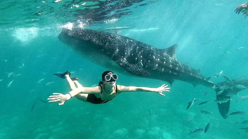 Cebu Oslob: Whale Shark Watching Experience - The crowd question and the ethics question
