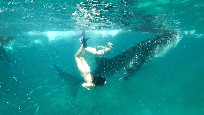 Cebu Oslob: Whale Shark Watching Experience - Breakfast and a useful pause in Oslob