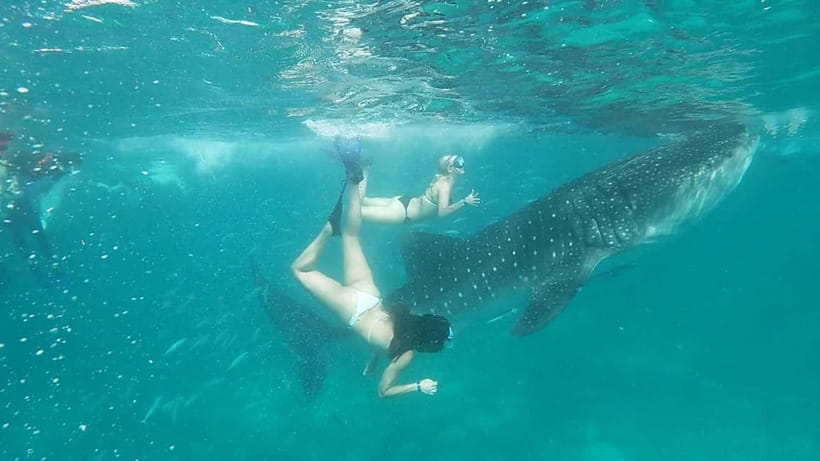 Cebu Oslob: Whale Shark Watching Experience - Tumalog Falls and Sumilon Island extras