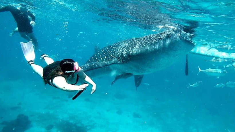 Cebu Oslob: Whale Shark Watching Experience - What to pack, and one confusing sunscreen rule