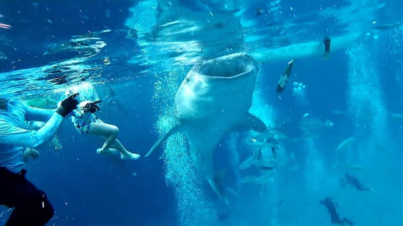 Cebu Oslob: Whale Shark Watching Experience - What the whale-shark area is really like