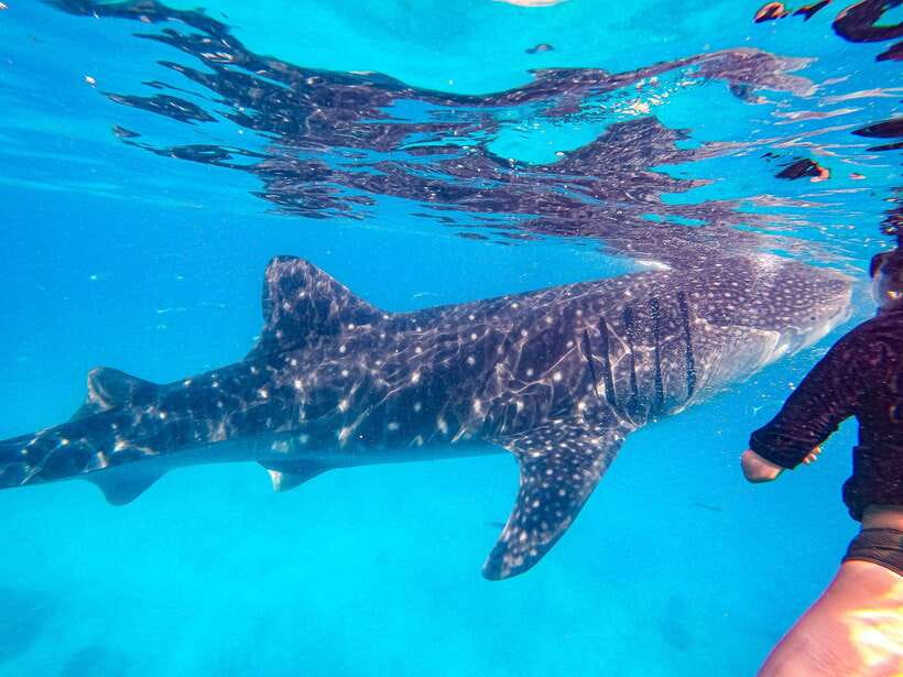 Cebu: Oslob Whale Sharks, Moalboal Sardine Run & Turtles - Three Cebu marine encounters in one demanding day