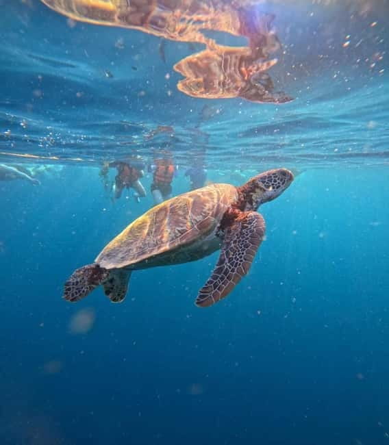 Cebu: Oslob Whale Sharks, Moalboal Sardine Run & Turtles - Why the 2:40 a.m. start matters