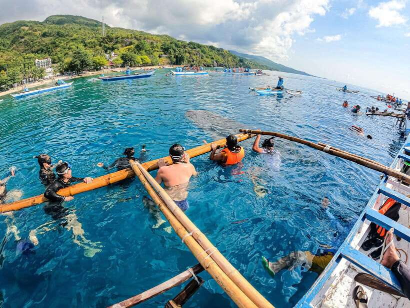 Cebu: Oslob Whale Sharks, Moalboal Sardine Run & Turtles - Moalboal’s sardines and turtles are the more relaxed half