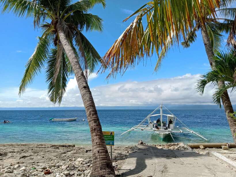 Cebu: Oslob Whale Sharks, Moalboal Sardine Run & Turtles - Who should book this Cebu day tour