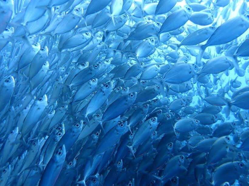 Cebu: Oslob Whale Sharks, Moalboal Sardine Run & Turtles - Oslob whale sharks and the reality of the queue