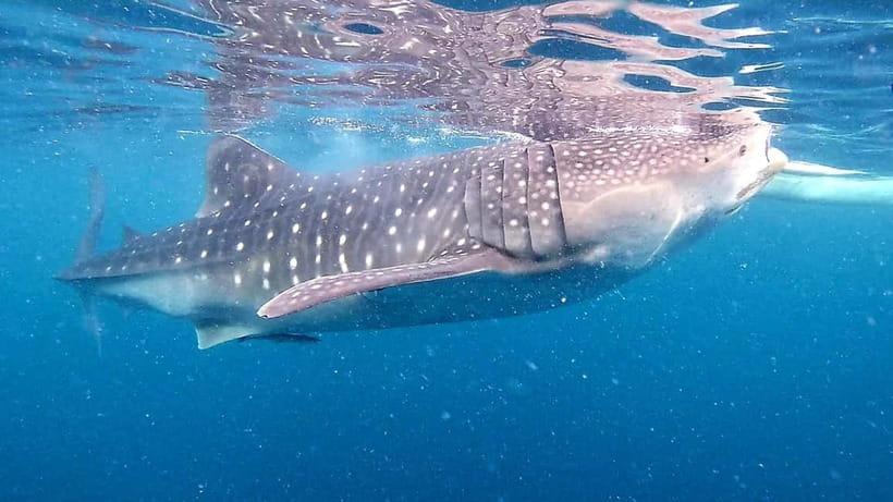 Cebu: Oslob Whale Sharks, Tumalog Falls & Sardine Snorkeling - Key points to know before booking
