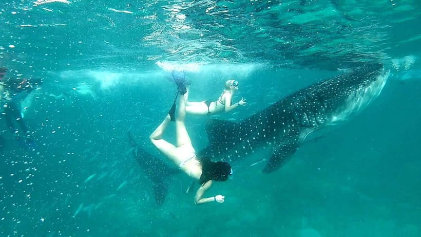 Cebu: Oslob Whale Sharks, Tumalog Falls & Sardine Snorkeling - Should you book it?