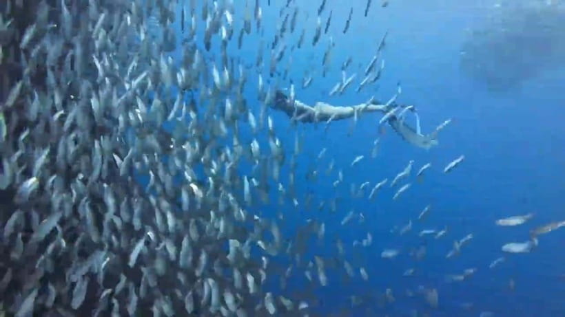 Cebu: Oslob Whale Sharks, Tumalog Falls & Sardine Snorkeling - The 2:00 AM start and the long road south