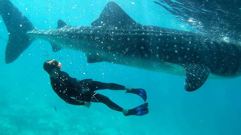 Cebu: Oslob Whale Sharks, Tumalog Falls & Sardine Snorkeling - How the $106 price measures up