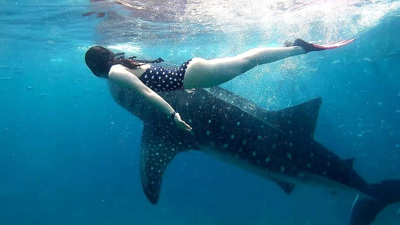 Cebu: Oslob Whale Sharks, Tumalog Falls & Sardine Snorkeling - What to pack for this water-heavy day