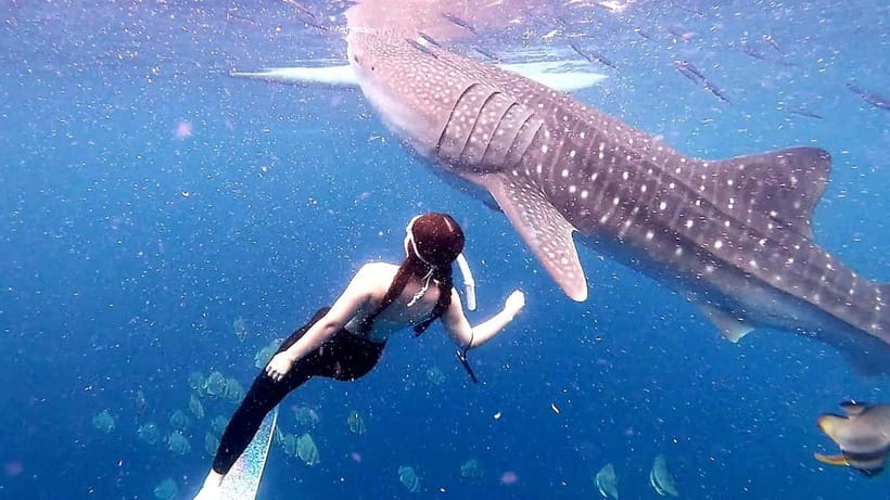 Cebu: Oslob Whale Sharks, Tumalog Falls & Sardine Snorkeling - Who will enjoy this Cebu day trip most?