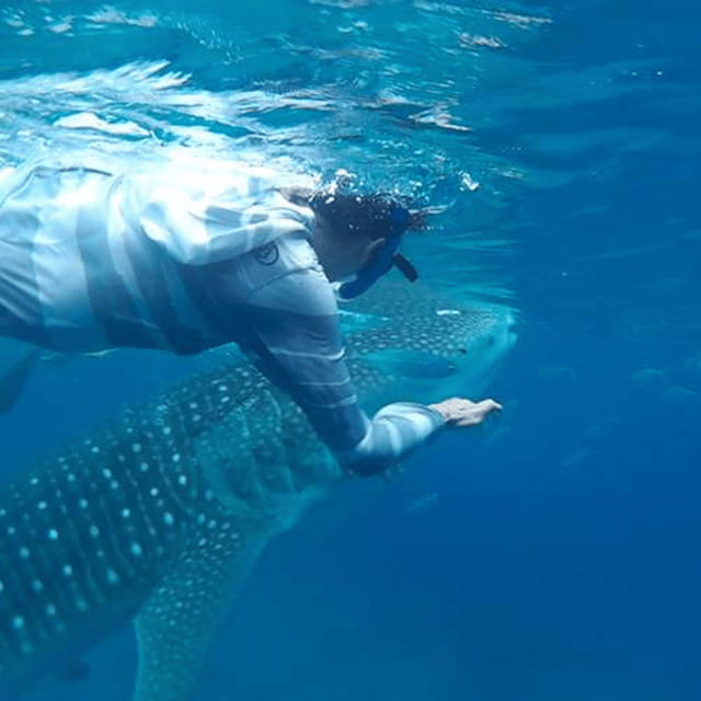 Cebu: Oslob Whaleshark Experience Shared Tour - Key points to know before booking