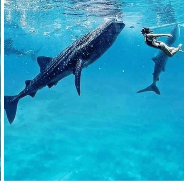 Cebu: Oslob Whaleshark Experience Shared Tour - Why Oslob’s whale sharks draw such a crowd