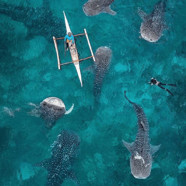 Cebu: Oslob Whaleshark Experience Shared Tour - The whale-shark encounter at Oslob