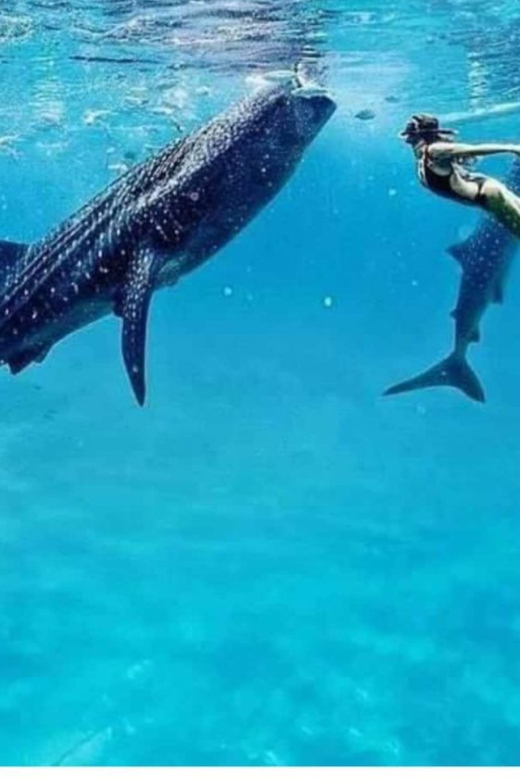 Cebu: Oslob Whaleshark Experience Shared Tour - Photo stops, scenery, and the final food-market visit
